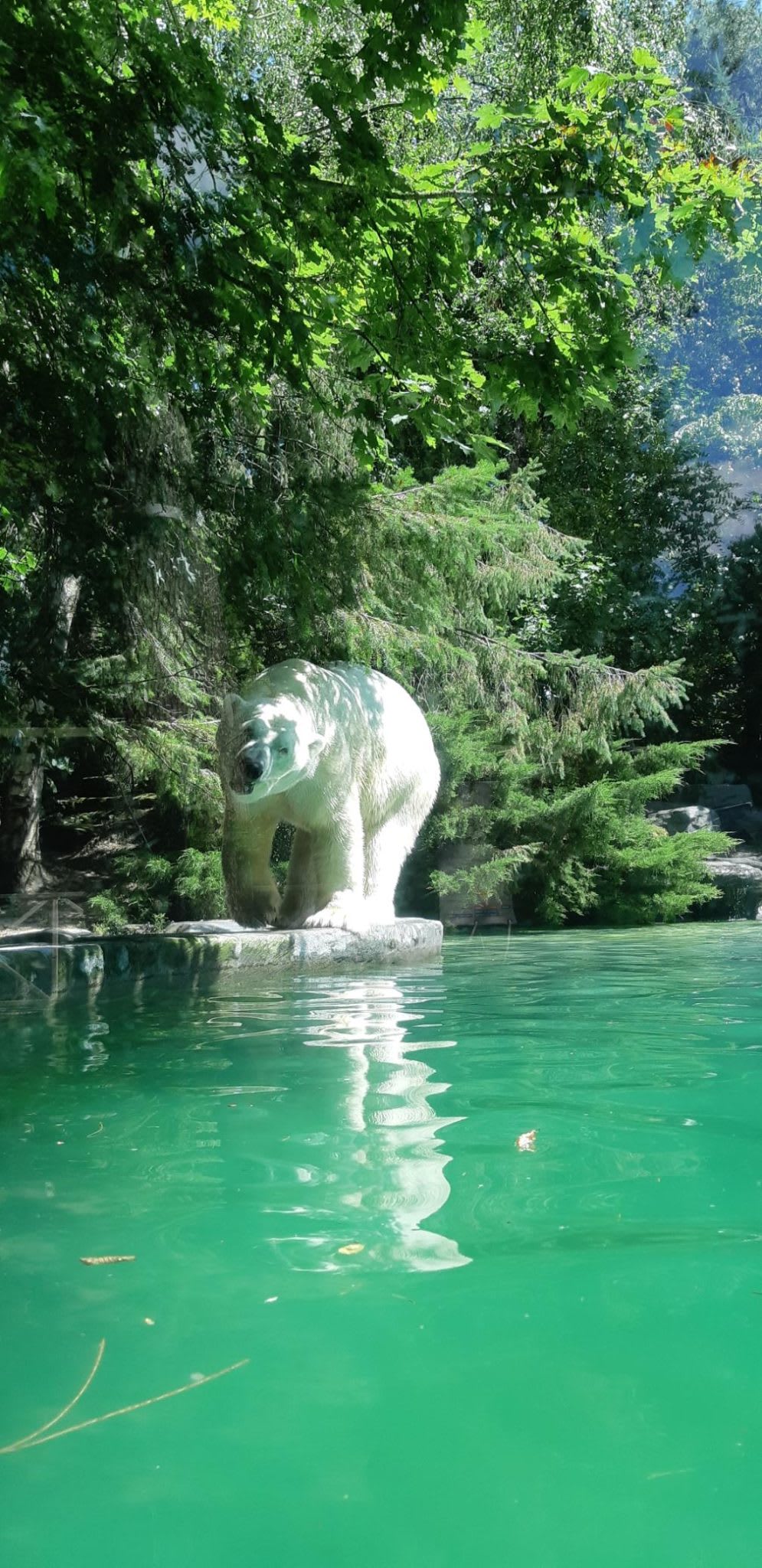 Macintosh HD:Users:gregoirecanlorbe:Desktop:Polar bear, Zoo de la Flêche .jpg